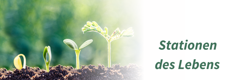 Ein Samenkorn, dass nach und nach zu einer Pflanze heranwächst